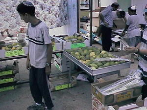 Teimani Etrog Vendor